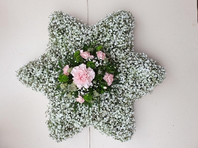 Gypsophila Star