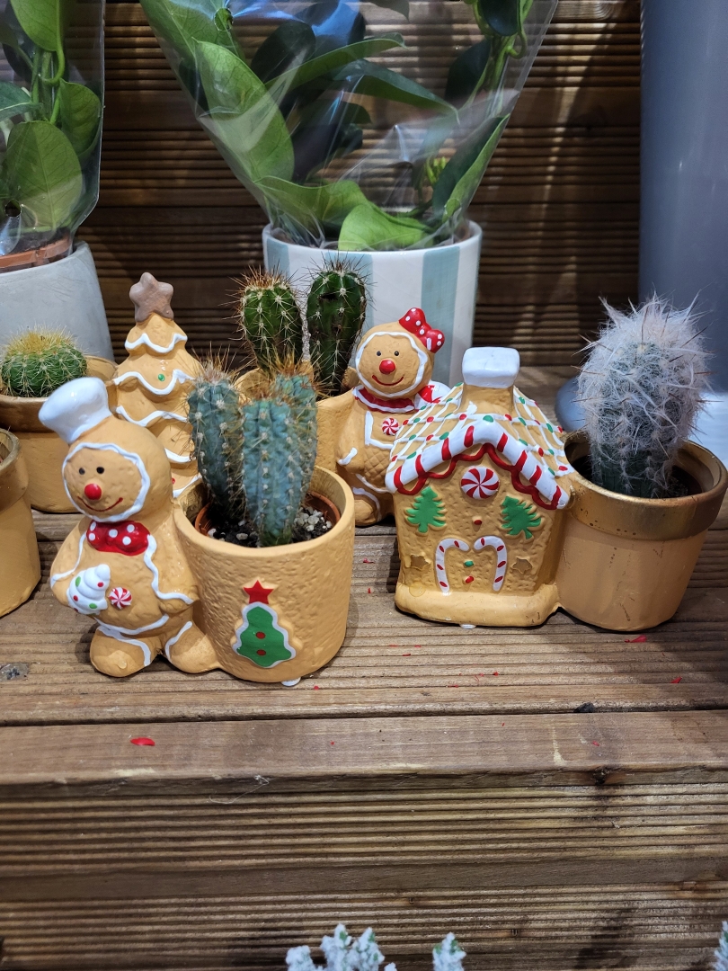 Gingerbread House or Gingerbread man Cactus