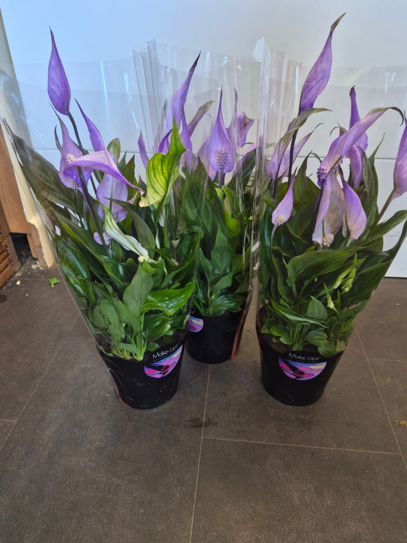 Peace Lily   Purple