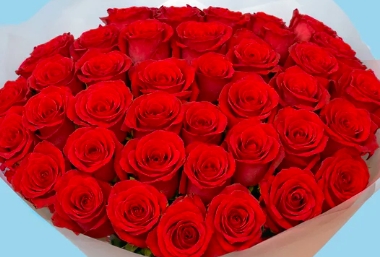 50 Red Roses