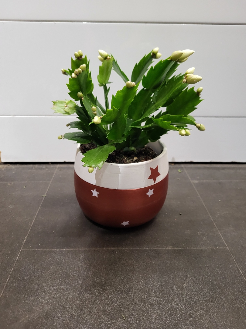 Christmas Cactus