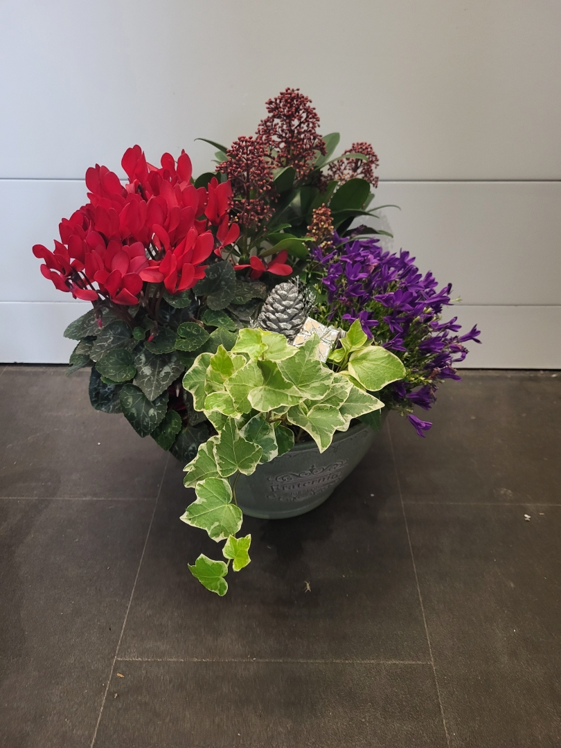 Christmas Outdoor or Indoor Planted Bowl