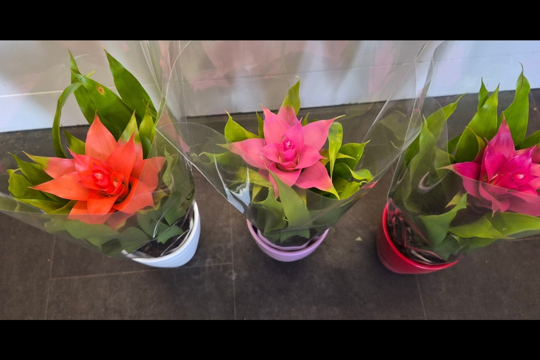 Guzmania Plant with pot