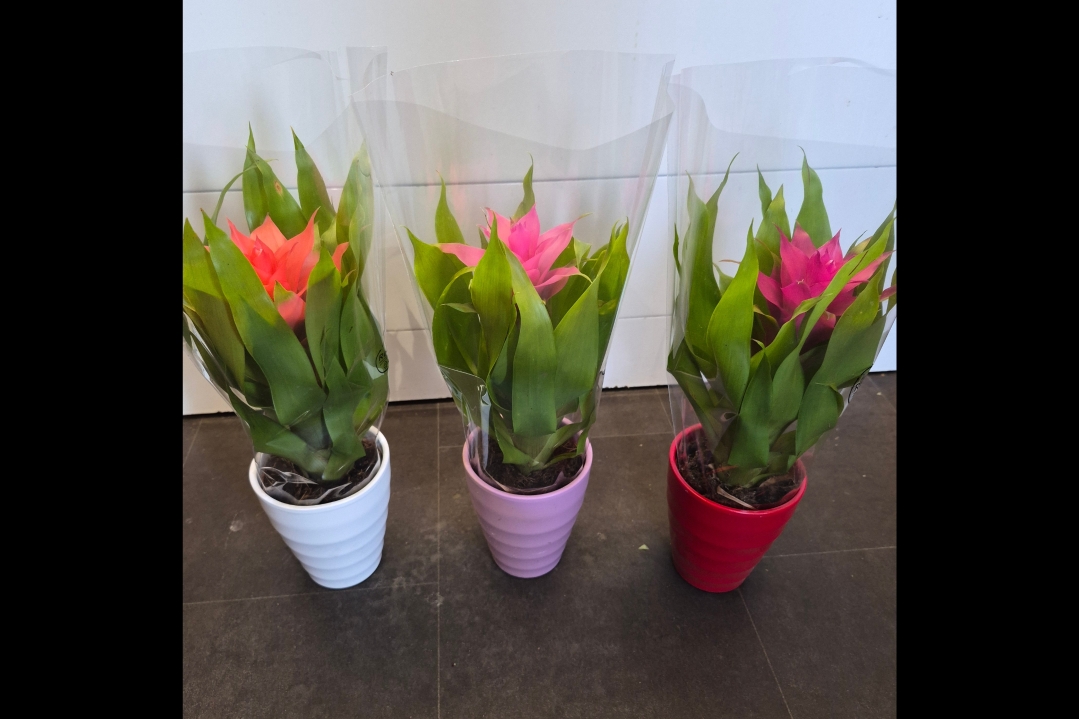 Guzmania Plant with pot