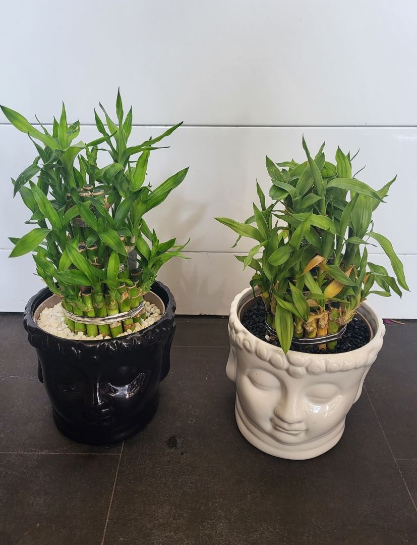 Lucky Bamboo Plant