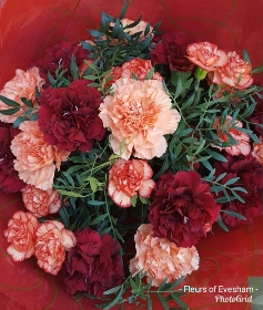 Carnation Sensation