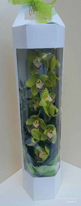 Orchid Presentation Boxed Gift