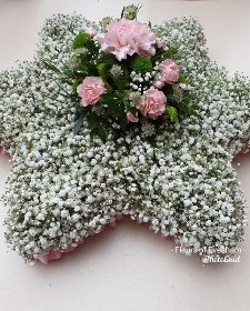 Gypsophila Star