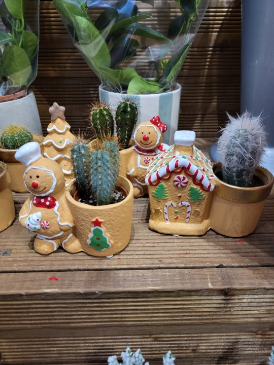 Gingerbread House or Gingerbread man Cactus