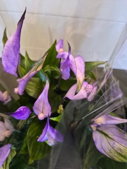 Peace Lily   Purple
