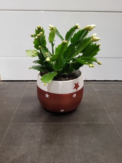 Christmas Cactus