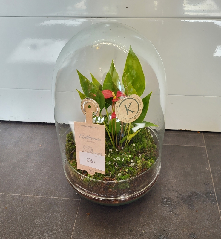 Dome Terranium Anthurium