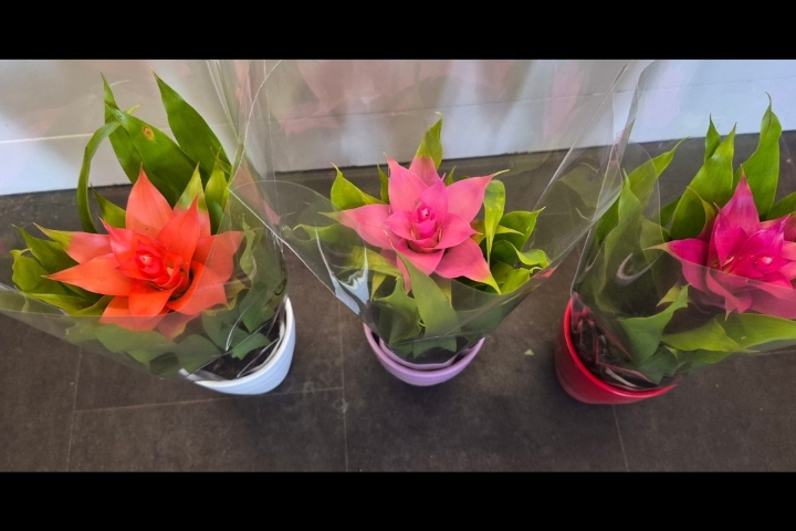 Guzmania Plant with pot