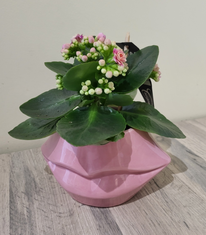 Kalanchoe Plant in Pinks Lips Ceramic Pot