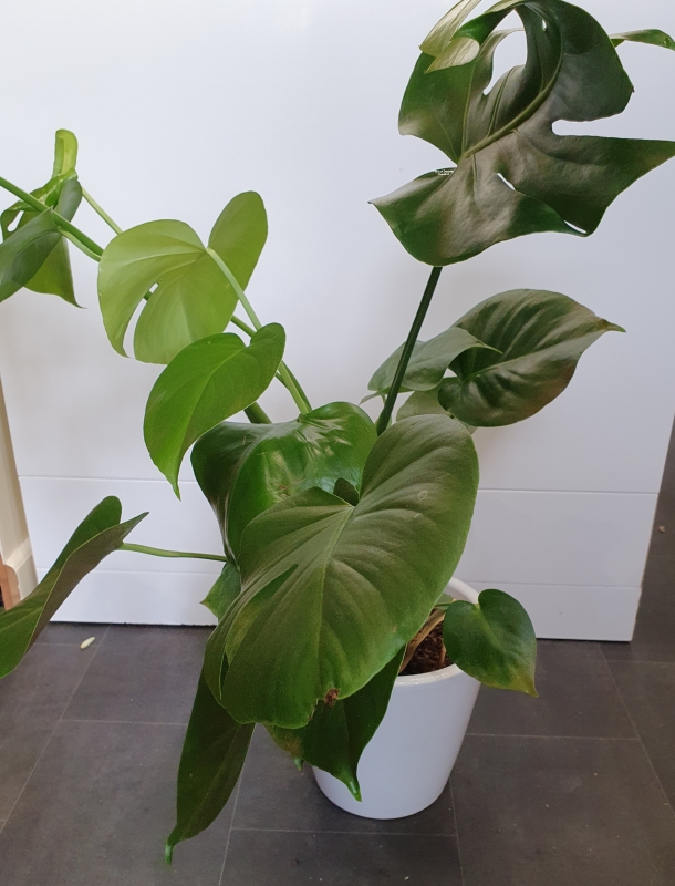 Monstera Plant with white pot