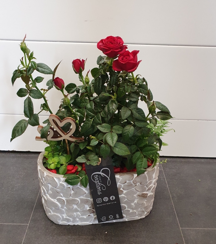 Valentine Rose Planter