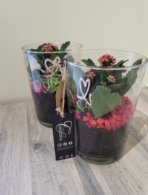 Valentines Plant Arrangement